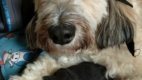FAROFA: o melhor cão vivo do mundo!